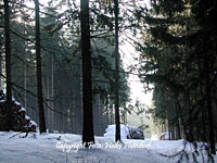 Winterwald um Trautenstein